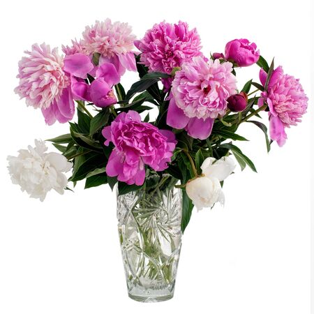 Bunch of colorful peonies in glass vase isolated on white backgroundの写真素材