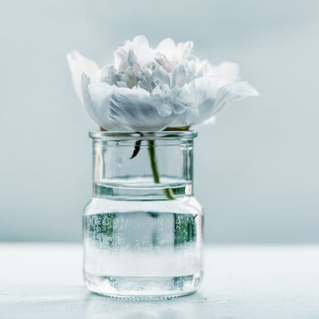 Single peony flower in small glass jar, close-up, minimalistic composition, blue toned.の写真素材