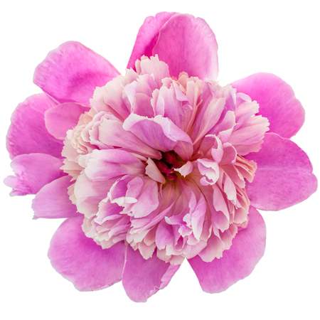 Pink peony flower isolated on white background, top view.の写真素材