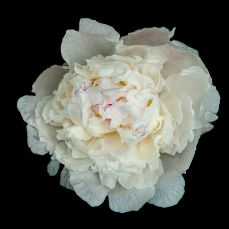 White peony flower on black background, close-up photo.の写真素材