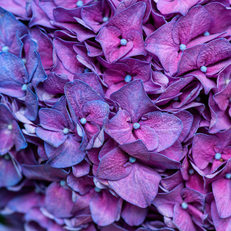 Close-up of hydrangea (hortensia) flowers texture in purple and blue color. Saturated, vivid nature background for wallpaper or web design.の写真素材