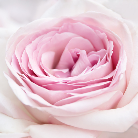 Close-up of fresh pink rose flower, shallow DOF, soft focus, natural light. Floral natural 
background. High key.の写真素材