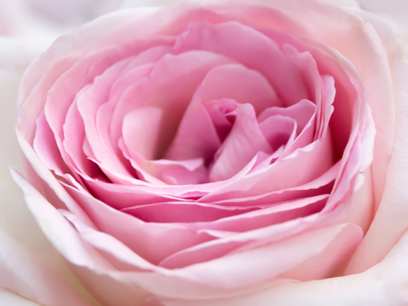 Close-up of fresh pink rose flower, shallow DOF, soft focus, natural light. Floral natural 
background.の写真素材