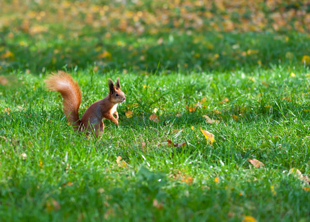 Ginger squirrel on green grass in autumn park. Squirrel sitting on lawn covered with autumn leaves. Horizontal composition with copy space.の写真素材