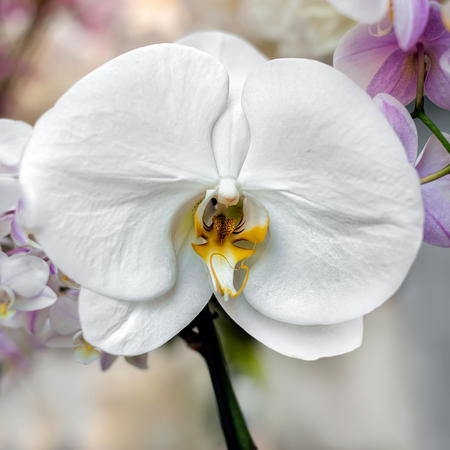 White orchid blossom in the flower shop, close-up view. White orchid flower on natural indoor background, florist shop, exotic flowers decorations, square composition.の写真素材