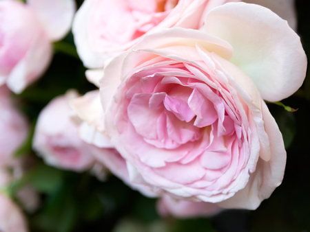 Rose flowers blooming in pastel pink color. Natural backgound, shallow DOF.の写真素材