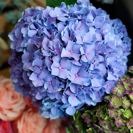 Hydrangea. Hydrangea macrophylla. Beautiful blue hydrangea flower close-up. A shelf in a flower shop. Top view.の写真素材