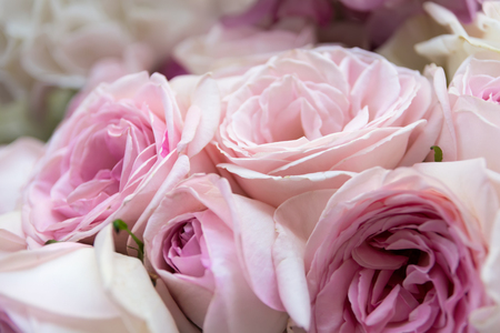 Rose flowers blooming in pastel pink color. Natural backgound, shallow DOF.の写真素材