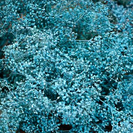 Close-up of dry turquoise baby's breath flowers (Gypsophila paniculata); shot in shallow depth of field.の写真素材
