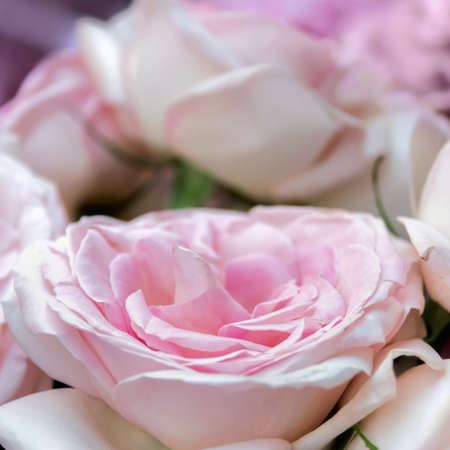 Rose flowers blooming in pastel pink color. Natural backgound, shallow DOF. Square composition.の写真素材