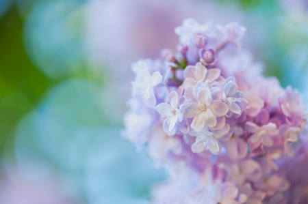 Beautiful spring background with lilac flowers. Violet lilacs on a nature background. Natural seasonal floral background, can be used as holiday card. Place for text, soft focus.の写真素材