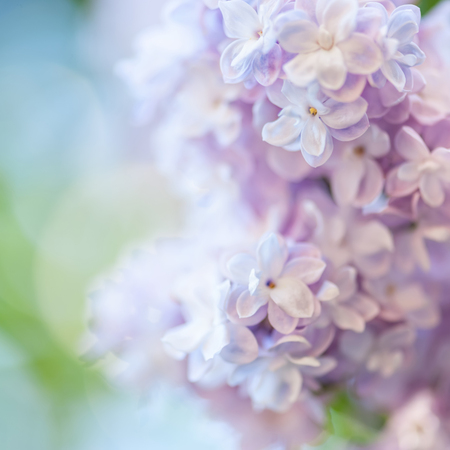 Beautiful spring background with lilac flowers. Violet lilacs on a nature background. Natural seasonal floral background, can be used as holiday card. Place for text, soft focus.の写真素材