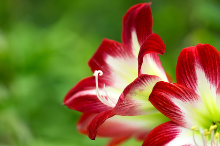 Close-up of red Amaryllis (Amaryllidaceae), plant genus St. Joseph's lilies (Hippeastrum), close-up of a red Amaryllis in abstract representation. Shallow DOF.の写真素材