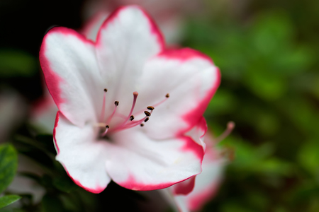Floral background of lush fresh white with pink edge azalea flower. Shallow depth of field, selective focus, blur background.の写真素材