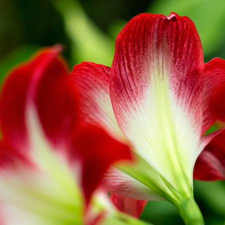 Close-up of red Amaryllis (Amaryllidaceae), plant genus St. Joseph's lilies (Hippeastrum), close-up of a red Amaryllis in abstract representation. Shallow DOF, back view.の写真素材