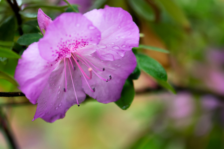 Floral background of purple azalea flower close-up with water drops on it. Shallow depth of field, selective focus.の写真素材
