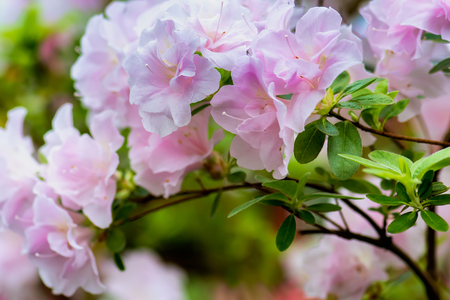 Floral background of branch with lush fresh pink azalea flowers. Shallow depth of field, selective focus, blur background.の写真素材