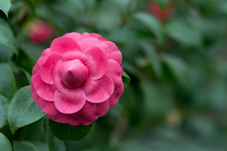 Blossom of pink camellia (Camellia japonica) flower. Camellia flower background. Shallow DOF, selective focus, close-up shot, with copy space.の写真素材