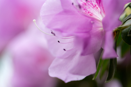 Floral background of violet azalea flowers. Shallow depth of field, selective focus, blur background.の写真素材