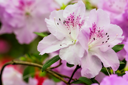 Floral background of pink azalea flowers on the branch. Shallow depth of field, selective focus.の写真素材