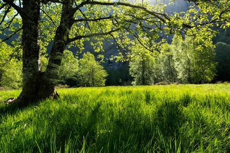 Spring forest tree and green grass backlit with morning sun. Natural wood sunlight background. Photo taken in Norway.の写真素材