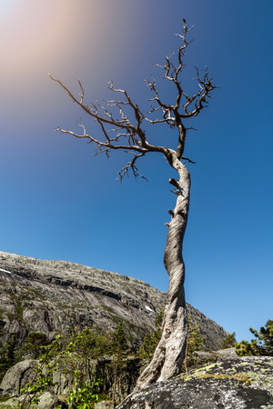 Twisted and gnarled tree with bright sun in the corner. Stunted tree in Norway.の写真素材