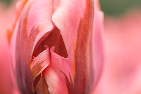 Pink tulip flower close-up using shallow focus in soft lighting. Soft and gentle spring flower tulip natural background. Watercolor pink tulip. Quaint heart shape of petals.の写真素材