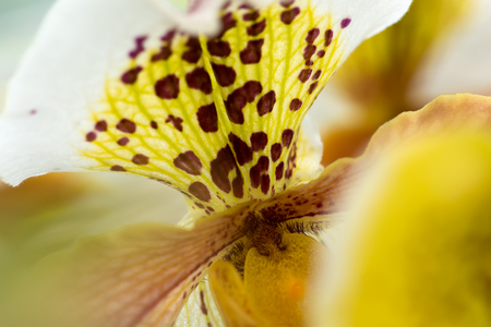 Exotic flower close-up with white, brown and yellow mixed colors, soft focus, shallow DOF, natural abstract orchid flower background.の写真素材