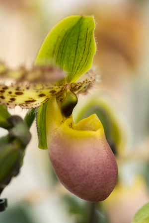Exotic flower close-up with green, pink and yellow mixed colors, soft focus, shallow DOF, natural abstract orchid flower background.の写真素材