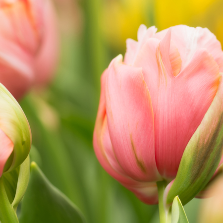 Coral pink colored tulip flower close-up, using shallow focus in soft lighting. Soft and gentle spring tulip flower natural background. Abstract natural tulip flower wallpaper.の写真素材