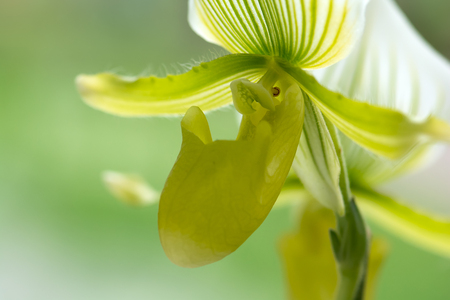 Exotic green orchid flower close-up, soft focus, shallow DOF, natural orchid flower background.の写真素材