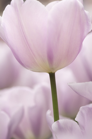 Light lilac tulip flowers close-up using shallow focus in soft lighting. Soft and gentle spring flower natural background. Tulips flowerbed with selective focus on single flower.の写真素材