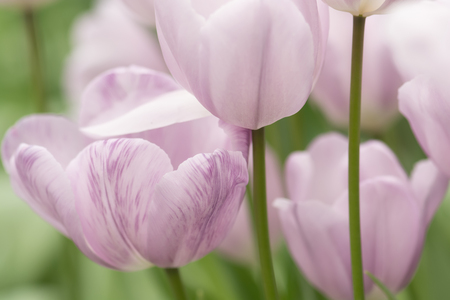 Light lilac tulip flowers close-up using shallow focus in soft lighting. Soft and gentle spring flower natural background. Tulips flowerbed with selective focus on single flower.の写真素材