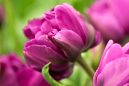 Purple parrot tulip flower close-up using shallow focus in soft lighting. Soft and gentle spring flower natural background.の写真素材