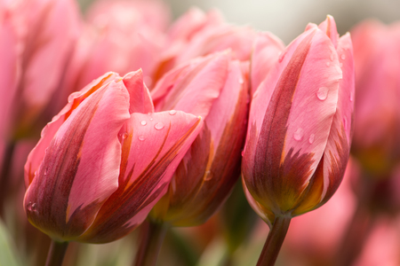 Pink tulip flowers close-up using shallow focus in soft lighting. Soft and gentle spring tulip flowers natural background. Watercolor pink tulips on flowerbed wallpaper.の写真素材