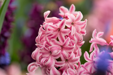 Pink hyacinth in the hyacinth flowerbed, shallow DOF, soft fucus. Flowering hyacinths on a large beautiful flowerbed in the spring. Nature flower background.の写真素材