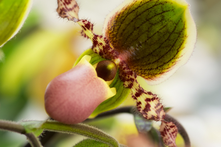 Exotic flower close-up with green, pink and yellow mixed colors, soft focus, shallow DOF, natural abstract orchid flower background.の写真素材