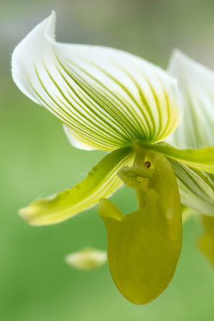 Exotic green orchid flower close-up, soft focus, shallow DOF, natural orchid flower background.の写真素材