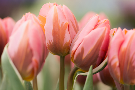 Coral pink tulip flowers close-up using shallow focus in soft lighting. Soft and gentle spring tulip flowers natural background. Tulip flowerbed with selective focus on single flower.の写真素材