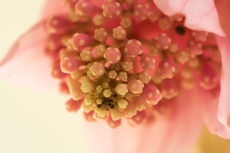 Exotic pink flower close-up, soft focus, shallow DOF, natural orchid flower background.の写真素材