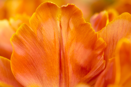 Orange tulip flower petal close-up using shallow focus in soft lighting. Soft and gentle spring tulip flower natural background. Orange tulip petal wallpaper.の写真素材