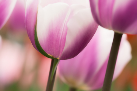 Purple and white tulip flowers close-up using shallow focus in soft lighting. Soft and gentle spring flower natural background.の写真素材