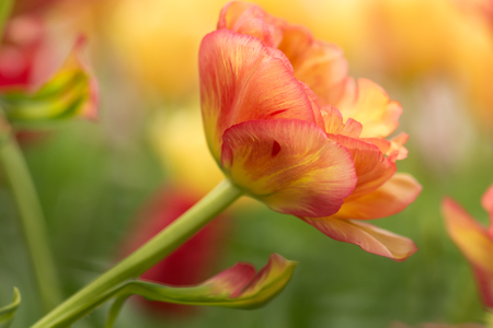 Parrot tulip flower close-up using shallow focus in soft lighting. Soft and gentle spring flower natural background. Flowerbed with red and yellow mixed color tulips. Tulips blur wallpaper.の写真素材