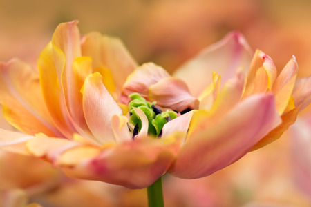 Peach pink colored tulip flower with stamen close-up using shallow focus in soft lighting. Soft and gentle spring tulip flower natural background. Tulip wallpaper.の写真素材