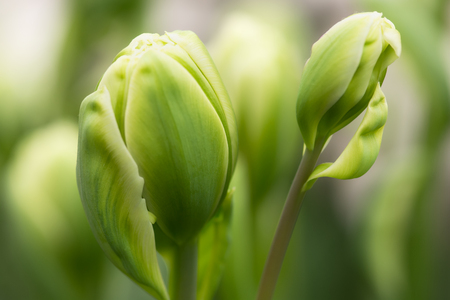 Green tulip flower burgeons close-up using shallow focus in soft lighting. Soft and gentle spring tulip flowers natural background. Green tulip burgeons wallpaper.の写真素材
