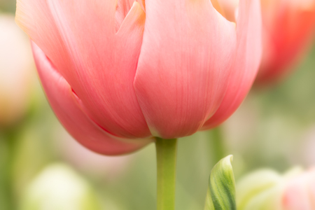 Coral pink colored tulip flower close-up, using shallow focus in soft lighting. Soft and gentle spring tulip flower natural background. Abstract natural tulip flower wallpaper.の写真素材