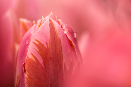 Pink tulip flower close-up using shallow focus in soft lighting. Soft and gentle spring flower tulip natural background. Watercolor pink tulip.の写真素材