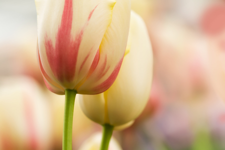 Two tulip flowers close-up using shallow focus in soft lighting. Soft and gentle spring flower natural background. White and red mixed color blur tulip abstract wallpaper.の写真素材