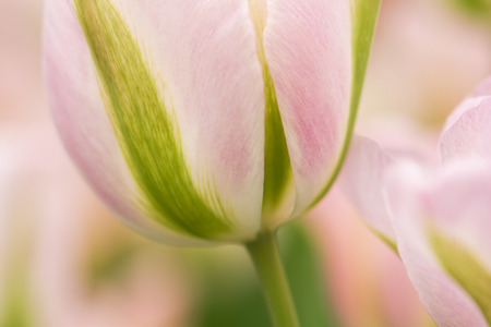 White, green and pink colored tulip flower close-up using shallow focus in soft lighting. Soft and gentle spring tulip flower natural background. Soft abstract tulip wallpaper.の写真素材