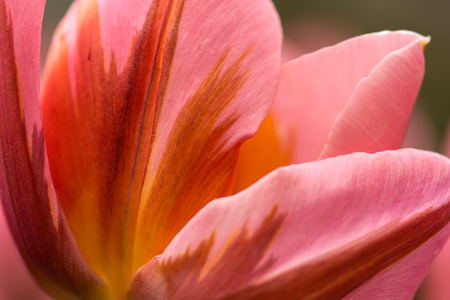 Saturated pink tulip flower petals, close-up using shallow focus in soft lighting. Soft and gentle spring tulip flower background. Pink tulip petals wallpaper.の写真素材